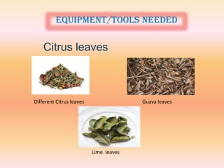 Equipment/tools needed

    Citrus leaves



Different Citrus leaves                 Guava leaves




                          Lime leaves
 