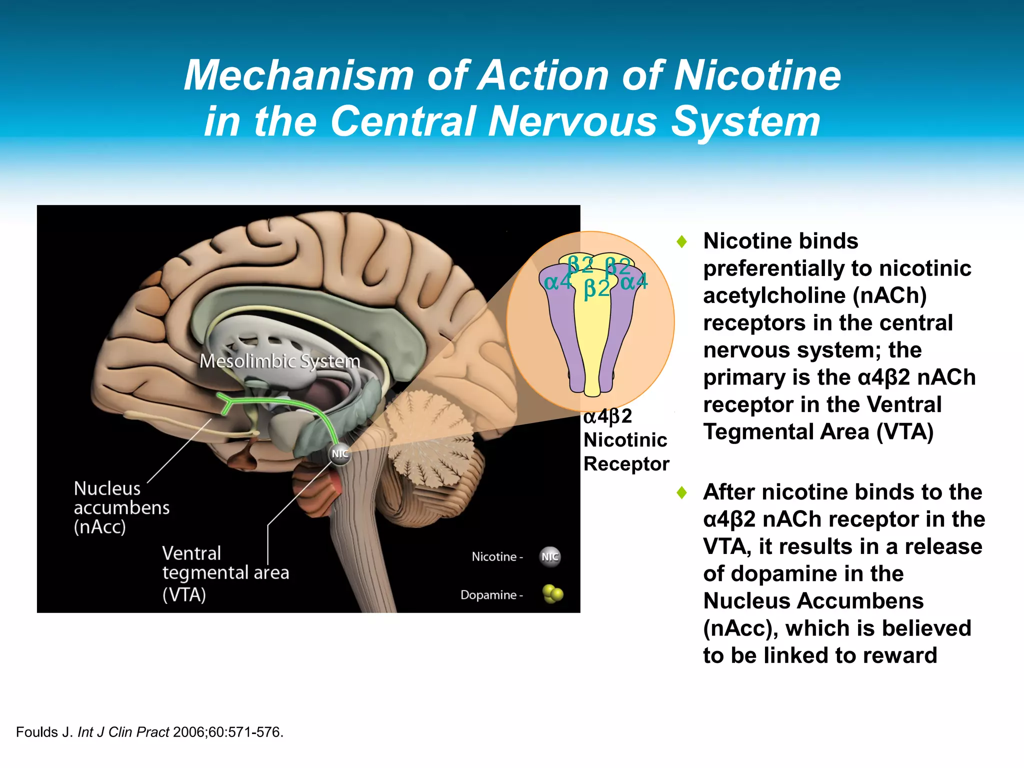 Mechanism of Action of Nicotine
in the Central Nervous System
♦ Nicotine binds
preferentially to nicotinic
acetylcholine (nACh)
receptors in the central
nervous system; the
primary is the α4β2 nACh
receptor in the Ventral
Tegmental Area (VTA)
♦ After nicotine binds to the
α4β2 nACh receptor in the
VTA, it results in a release
of dopamine in the
Nucleus Accumbens
(nAcc), which is believed
to be linked to reward
α4 β2
β2β2
α4
α4β2
Nicotinic
Receptor
Foulds J. Int J Clin Pract 2006;60:571-576.
 