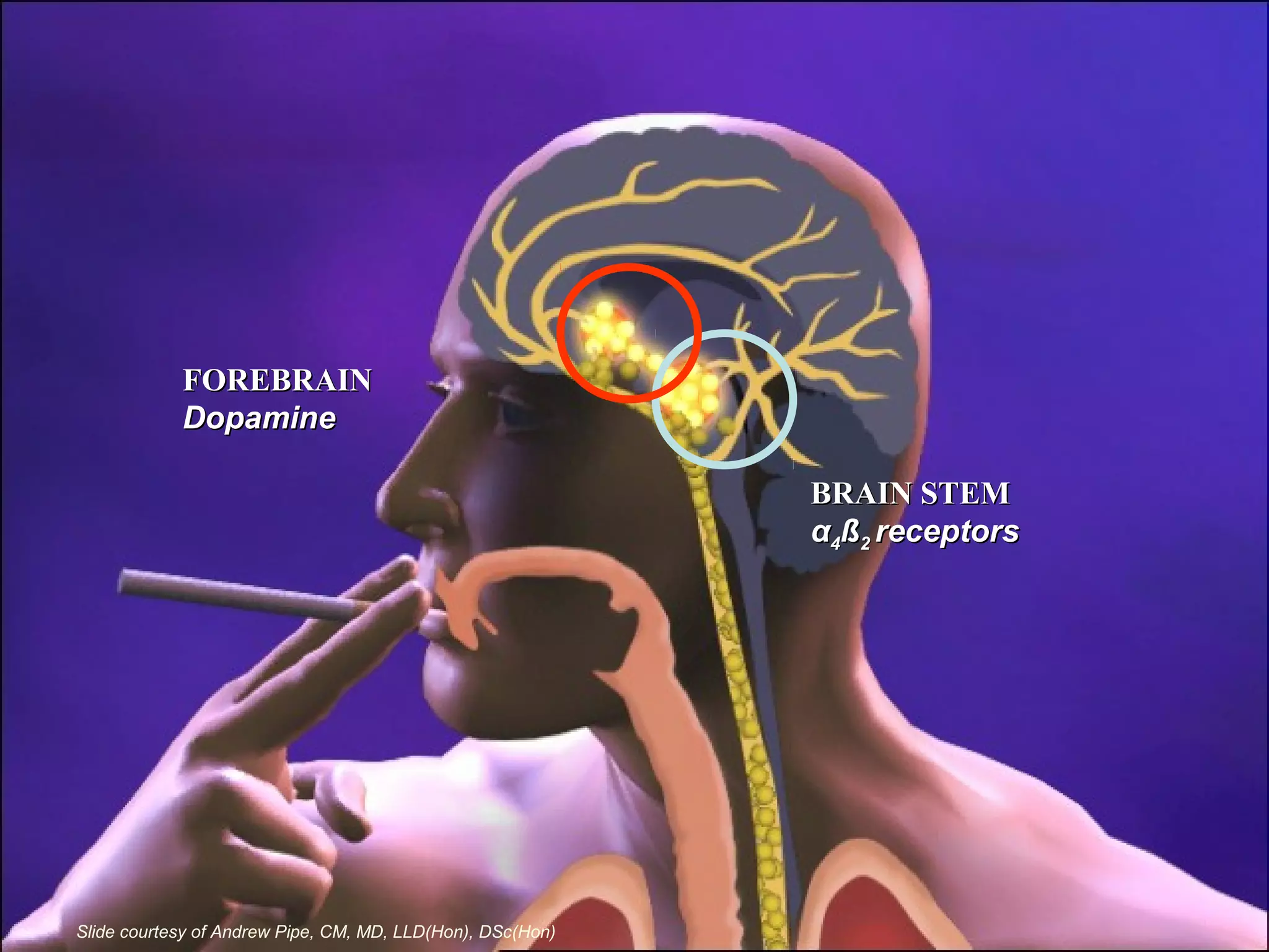 BRAIN STEMBRAIN STEM
αα44ßß22 receptorsreceptors
FOREBRAINFOREBRAIN
DopamineDopamine
Slide courtesy of Andrew Pipe, CM, MD, LLD(Hon), DSc(Hon)
 
