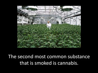 The second most common substance
that is smoked is cannabis.
 