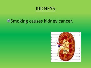 KIDNEYS
Smoking causes kidney cancer.
 