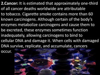 2.Cancer: It is estimated that approximately one-third
of all cancer deaths worldwide are attributable
to tobacco. Cigarette smoke contains more than 60
known carcinogens. Although certain of the body’s
enzymes metabolize carcinogens and cause them to
be excreted, these enzymes sometimes function
inadequately, allowing carcinogens to bind to
cellular DNA and damage it. When cells with damaged
DNA survive, replicate, and accumulate, cancers
occur.
 