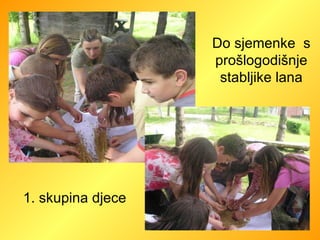 Do sjemenke  s prošlogodišnje stabljike lana 1. skupina djece 