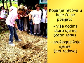 Kopanje redova u koje će se posijati:  više godina staro sjeme (četiri reda)  prošlogodišnje sjeme  (pet redova) 