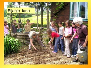 Sijanje  lana 3.  skupina uč. 