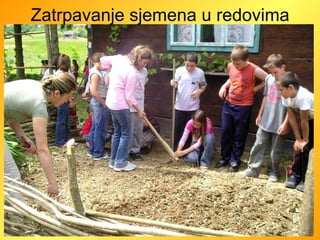Zatrpavanje sjemena u redovima 