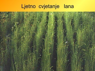 Ljetno  cvjetanje  lana 