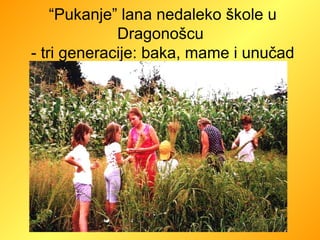 “ Pukanje” lana nedaleko škole u Dragonošcu  - tri generacije: baka, mame i unučad 
