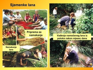 Sjemenke lana Priprema za  namakanje Namakanje lana Vađenje namočenog lana iz potoka nakon mjesec dana 