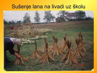 Sušenje lana na livadi uz školu 