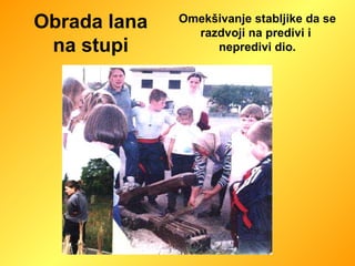 Obrada lana na stupi Omekšivanje stabljike da se razdvoji na predivi i  nepredivi dio. 