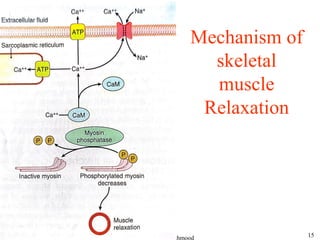 smooth muscle is one type of muscle controlled by autonomic nerve .pdf