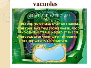 vacuoles
7
 