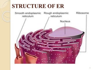 draw a neat labelled diagram of endoplasmic reticulum​ - Brainly.in