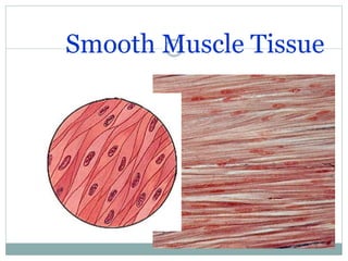 Smooth Muscle Tissue
 