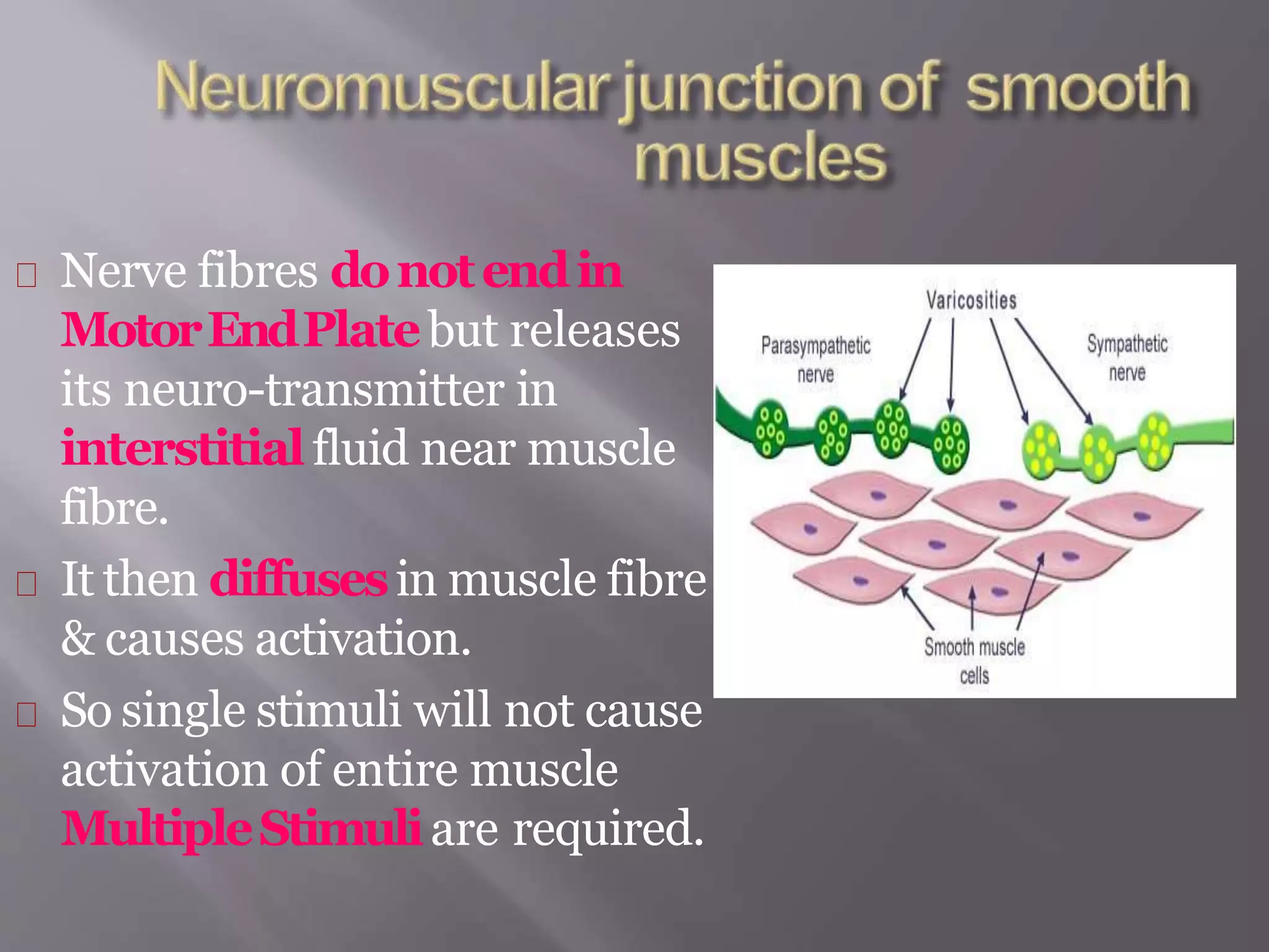 Nerve fibres donotendin
MotorEndPlatebut releases
its neuro-transmitter in
interstitialfluid near muscle
fibre.
It then diffusesin muscle fibre
& causes activation.
So single stimuli will not cause
activation of entire muscle
MultipleStimuliare required.
 