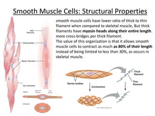 Smooth Muscle Diagram Anatomy