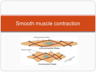 Smooth muscle contraction
 