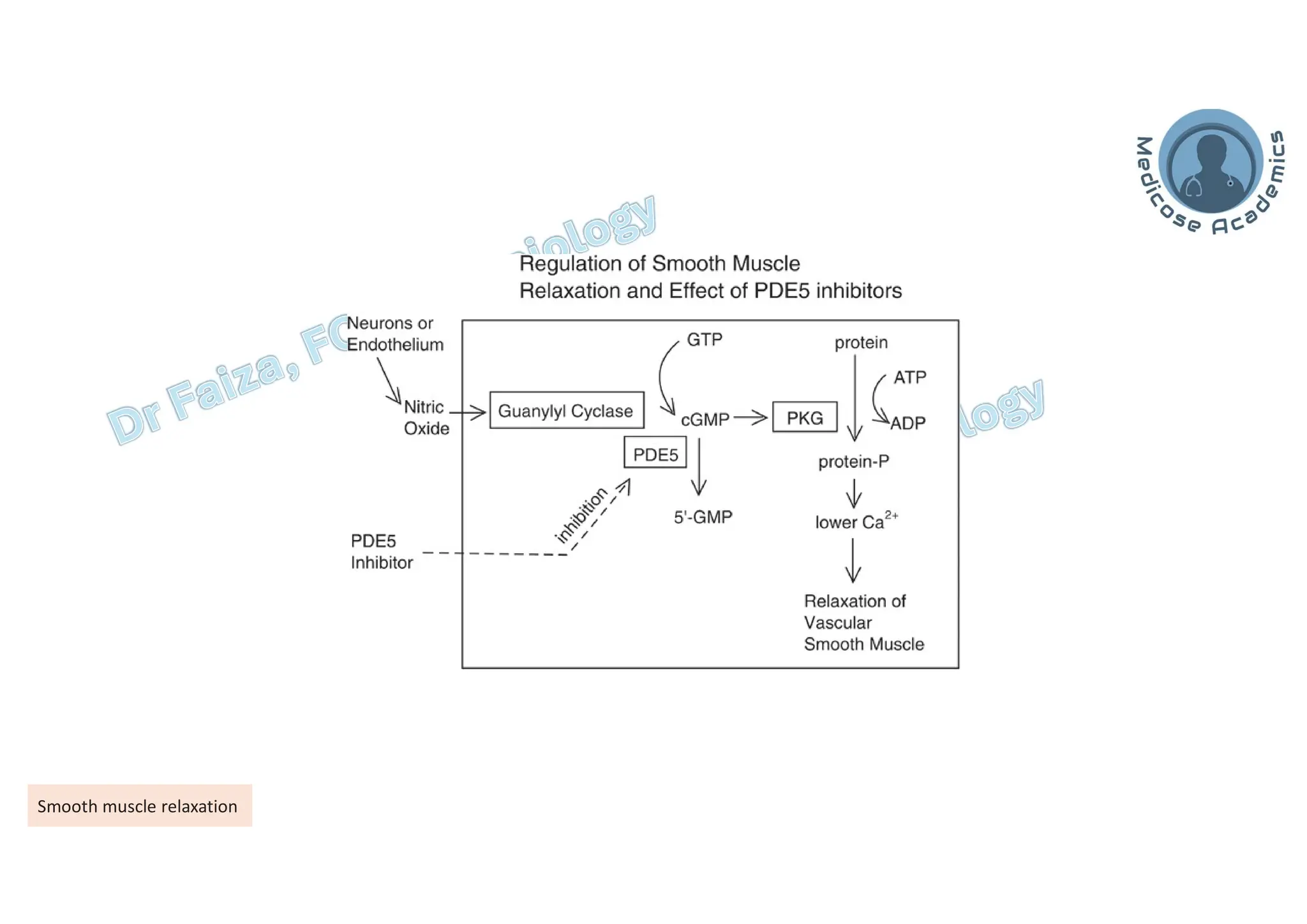 Physiology of Smooth Muscles -Mechanics of contraction and relaxation | PDF