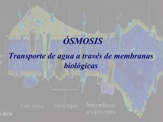 Transporte de agua a través de membranas biológicas ÓSMOSIS 