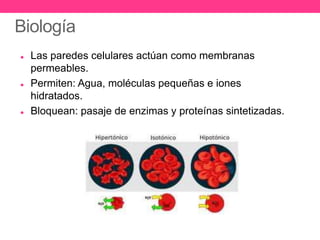 Biología
   Las paredes celulares actúan como membranas
    permeables.
   Permiten: Agua, moléculas pequeñas e iones
    hidratados.
   Bloquean: pasaje de enzimas y proteínas sintetizadas.
 