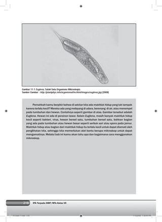 218 IPA Terpadu SMP/MTs Kelas VII218
Pernahkah kamu berpikir bahwa di sekitar kita ada makhluk hidup yang tak tampak
karena terlalu kecil? Mereka ada yang melayang di udara, berenang di air, atau menempel
pada tumbuhan dan hewan. Contohnya seperti gambar di atas. Gambar tersebut adalah
Euglena. Hewan ini ada di perairan tawar. Selain Euglena, masih banyak makhluk hidup
kecil seperti bakteri, virus, hewan bersel satu, tumbuhan bersel satu, bahkan bagian
yang ada pada tumbuhan atau hewan besar seperti serbuk sari atau spora pada jamur.
Makhluk hidup atau bagian dari makhluk hidup itu terlalu kecil untuk dapat diamati oleh
penglihatan kita, sehingga kita memerlukan alat bantu berupa mikroskop untuk dapat
mengamatinya. Melalui bab ini kamu akan tahu apa dan bagaimana cara menggunakan
mikroskop.
Gambar 11.1 Euglena, Salah Satu Organisme Mikroskopis
Sumber Gambar : http://plantphys.info/organismal/lechtml/images/euglena.jpg (2008)
012 bab 11.indd 218 7/18/2008 7:36:54 PM
 