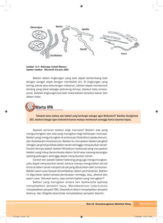 251Bab 12 Keanekaragaman Makhluk Hidup
Bakteri dalam lingkungan yang baik dapat berkembang biak
dengan sangat cepat dengan membelah diri. Di lingkungan yang
kering, panas atau kekurangan makanan, bakteri dapat membentuk
dinding yang tebal sebagai pelindung dirinya, disebut kista (endos-
pora). Setelah lingkungannya baik maka bakteri tersebut keluar dari
dalam kista.
Gambar 12.9 Beberapa Contoh Monera
Sumber Gambar: Microsoft Encarta 2005
Tahukah kamu bahwa ada bakteri yang berfungsi sebagai agen Biokontrol? Bacillus thurigiensis
(BT), disebut sebagai agen biokontrol karena mampu membunuh serangga hama tanaman kapas.
Warta IPAWW
Apakah peranan bakteri bagi manusia? Bakteri ada yang
menguntungkan dan ada yang merugikan bagi kehidupan manusia.
Bakteri yang menguntungkan di antaranya Clostridium pasteurianum,
dan Azotobacter chroococcum.Bakteri itu merupakan bakteri pengikat
nitrogen yang hidup bebas dalam tanah sehingga menyuburkan tanah.
Contoh lainnya adalah bakteri Rhizobium radicicola yang merupakan
bakteri yang hidup bersimbiosis dalam bintil akar kacang-kacangan
(polong-polongan) sehingga dapat menyuburkan tanah.
Contoh lain adalah bakteri belerang yang juga menguntungkan,
yaitu dapat menyuburkan tanah, karena mampu menguraikan zat-zat
kimia di dalam tanah menjadi zat-zat yang dibutuhkan oleh tumbuhan.
Bakteri asam susu banyak dimanfaatkan dalam perindustrian. Bakteri
ini digunakan dalam proses pembuatan mentega, keju, alkohol dan
asam cuka. Tahukah kamu, apa contoh bakteri yang merugikan?
Bakteri yang merugikan antara lain Salmonella typhosa
menyebabkan penyakit tipus, Mycobacterium tuberculosis
menyebabkan penyakit TBC,Clostridium tetani menyebabkan penyakit
tetanus, dan Shigella dysentriae menyebabkan penyakit disentri.
Gloeocapsa Nostoc
Oscillatoria
Bacilli
Spirilla
Cocci
013 bab 12.indd 251 7/18/2008 7:42:11 PM
 