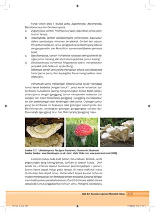 255Bab 12 Keanekaragaman Makhluk Hidup
Fungi terdiri atas 4 divisio yaitu: Zygomycota, Ascomycota,
Basidiomycota dan Deuteromycota.
a. Zygomycota, contoh Rhizhopus oryzae, digunakan untuk pem-
buatan tempe.
b. Ascomycota, contoh Saccaromyces cerreviceae, digunakan
dalam pembuatan minuman beralkohol. Contoh lain adalah
Penicillium notatum jamur penghasil zat antibiotik yang dikenal
dengan penisilin, dan Penicillium camemberti (bahan pembuat
keju)
c. Basidiomycota, contoh Volvariella volvacea sering dikenal de-
ngan jamur merang, dan Auricularia polytrica (jamur kuping)
d. Deuteromycota, contohnya Rhyzoctonia solani, menyebabkan
penyakit pada Solanum sp (kentang).
Beberapa contoh jamur yang merugikan antara lain Malassesia
furfur (jamur panu), dan Aspergillus ﬂavus (menghasilkan racun
aﬂatoksin).
Pernahkah kamu mendengar tentang lumut kerak? Mengapa
lumut kerak berbeda dengan lumut? Lumut kerak terbentuk dari
simbiosis mutualisme (saling menguntungkan kedua belah pihak),
antara jamur dengan ganggang. Jamur memperoleh makanan dan
oksigen dari hasil fotosintesis ganggang. Ganggang mendapatkan
air dan perlindungan dari kekeringan oleh jamur. Golongan jamur
yang bersimbiosis ini biasanya dari golongan Ascomycota dan
Basidiomycota, sedangkan golongan ganggangnya berasal dari
Cyanophyta (ganggang biru) dan Chlorophyta/ganggang hijau.
Lichenes hidup pada kulit pohon, batu-batuan, tembok, serta
pegunungan yang kering/panas, bahkan di daerah kutub. Oleh
sebab itu, Lichenes disebut tumbuhan perintis (pelopor = pioner).
Lumut kerak dapat hidup pada tempat di mana makhluk hidup
(tumbuhan) lain dapat hidup. Hal tersebut terjadi karena Lichenes
mudah menyesuaikan diri terhadap tempat hidupnya. Caranya dengan
membuat lapukan pada batu-batuan. Contoh Lichenes adalah Usnea
dasypoda (lumut janggut) untuk ramuan jamu, Peltigera polydactyla,
Gambar 12.11 Basidiomycota, Fly Agaric Mushroom, Chanterelle Mushroom
Sumber Gambar: www.floralimages-co.uk; farm1.static.flickr.com; www.panoramio.com (2008)
013 bab 12.indd 255 7/18/2008 7:42:17 PM
 