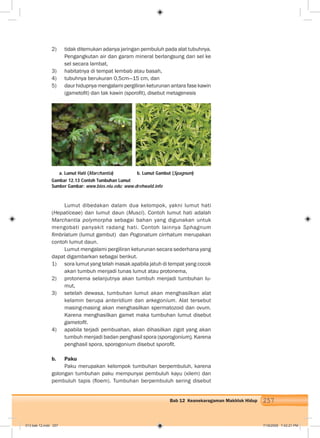 257Bab 12 Keanekaragaman Makhluk Hidup
2) tidak ditemukan adanya jaringan pembuluh pada alat tubuhnya.
Pengangkutan air dan garam mineral berlangsung dari sel ke
sel secara lambat,
3) habitatnya di tempat lembab atau basah,
4) tubuhnya berukuran 0,5cm—15 cm, dan
5) daur hidupnya mengalami pergiliran keturunan antara fase kawin
(gametoﬁt) dan tak kawin (sporoﬁt), disebut metagenesis
a. Lumut Hati (Marchantia) b. Lumut Gambut (Spagnum)
Lumut dibedakan dalam dua kelompok, yakni lumut hati
(Hepaticeae) dan lumut daun (Musci). Contoh lumut hati adalah
Marchantia polymorpha sebagai bahan yang digunakan untuk
mengobati panyakit radang hati. Contoh lainnya Sphagnum
ﬁmbriatum (lumut gambut) dan Pogonatum cirrhatum merupakan
contoh lumut daun.
Lumut mengalami pergiliran keturunan secara sederhana yang
dapat digambarkan sebagai berikut.
1) sora lumut yang telah masak apabila jatuh di tempat yang cocok
akan tumbuh menjadi tunas lumut atau protonema,
2) protonema selanjutnya akan tumbuh menjadi tumbuhan lu-
mut,
3) setelah dewasa, tumbuhan lumut akan menghasilkan alat
kelamin berupa anteridium dan arkegonium. Alat tersebut
masing-masing akan menghasilkan spermatozoid dan ovum.
Karena menghasilkan gamet maka tumbuhan lumut disebut
gametoﬁt.
4) apabila terjadi pembuahan, akan dihasilkan zigot yang akan
tumbuh menjadi badan penghasil spora (sporogonium). Karena
penghasil spora, sporogonium disebut sporoﬁt.
b. Paku
Paku merupakan kelompok tumbuhan berpembuluh, karena
golongan tumbuhan paku mempunyai pembuluh kayu (xilem) dan
pembuluh tapis (ﬂoem). Tumbuhan berpembuluh sering disebut
Gambar 12.13 Contoh Tumbuhan Lumut
Sumber Gambar: www.bios.niu.edu; www.drehwald.info
013 bab 12.indd 257 7/18/2008 7:42:21 PM
 