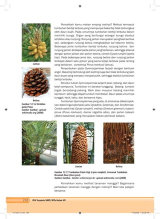 260 IPA Terpadu SMP/MTs Kelas VII
Pernahkah kamu makan emping melinjo? Melinjo termasuk
tumbuhan berbiji terbuka yang mempunyai bakal biji tidak terbungkus
oleh daun buah. Pada umumnya tumbuhan berbiji terbuka belum
memiliki bunga. Organ yang berfungsi sebagai bunga disebut
strobilus atau runjung. Runjung jantan merupakan penghasil serbuk
sari, sedangkan runjung betina menghasilkan sel kelamin betina.
Beberapa jenis tumbuhan berbiji terbuka, runjung betina dan
runjung jantan terdapat pada pohon yang berlainan, sehingga dikenal
dengan pohon jantan dan pohon betina, contoh Cycas rumphii (pakis
haji). Pada beberapa jenis lain, runjung betina dan runjung jantan
terdapat dalam satu pohon yang sama tetapi terletak pada ranting
yang berlainan, contohnya Pinus merkusii (pinus).
Penyerbukan pada Gymnospermae terjadi dengan bantuan
angin. Bakal biji terlindung oleh kulit biji saja dan tidak terlindung oleh
daun buah yang menyatu menjadi putik, sehingga disebut tumbuhan
berbiji terbuka.
Struktur tubuh Gymnospermae seperti akar, batang, dan daun
telah sempurna. Tumbuhan ini berakar tunggang. Batang tumbuh
tegak bercabang-cabang. Baik akar maupun batang memiliki
kambium sehingga dapat tumbuh membesar. Daun pada umumnya
tunggal, kecil, kaku, dan berwarna hijau.
Tumbuhan Gymnospermae yang ada, di antaranya dikelompok-
kan dalam tiga kelompok yaitu Cycadine, Gnetinae, dan Coniferinae.
Contoh pakis haji (Cycas rumphii), melinjo (Gnetum gnemon), tusam/
pinus (Pinus merkusii), damar (Agathis alba), dan pohon balsam
(Abies balsamea) yang merupakan bahan pembuat balsam.
Pernahkan kamu melihat tanaman mangga? Bagaimana
perbedaan tanaman mangga dengan melinjo? Mari kita pelajari
bersama.
Gambar 12.17 Tumbuhan Pakis Haji (cylas rumphii), termasuk Tumbuhan
Berumah Dua (Dioecyous)
Sumber Gambar: familie-schiermeyer.de; upload.wikimedia.com (2008)
Gambar 12.16 Strobilus
pada Pinus
Sumber Gambar: upload.
wikimedia.org (2008)
Jantan
Betina
Jantan Betina
013 bab 12.indd 260 7/18/2008 7:42:28 PM
 