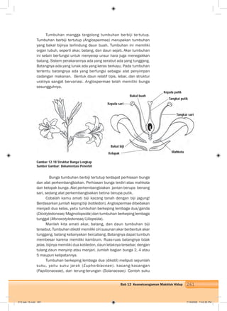 261Bab 12 Keanekaragaman Makhluk Hidup
Tumbuhan mangga tergolong tumbuhan berbiji tertutup.
Tumbuhan berbiji tertutup (Angiospermae) merupakan tumbuhan
yang bakal bijinya terlindung daun buah. Tumbuhan ini memiliki
organ tubuh, seperti akar, batang, dan daun sejati. Akar tumbuhan
ini selain berfungsi untuk menyerap unsur hara juga menegakkan
batang. Sistem perakarannya ada yang serabut ada yang tunggang.
Batangnya ada yang lunak ada yang keras berkayu. Pada tumbuhan
tertentu batangnya ada yang berfungsi sebagai alat penyimpan
cadangan makanan. Bentuk daun relatif tipis, lebar, dan struktur
uratnya sangat bervariasi. Angiospermae telah memiliki bunga
sesungguhnya.
Bunga tumbuhan berbiji tertutup terdapat perhiasan bunga
dan alat perkembangbiakan. Perhiasan bunga terdiri atas mahkota
dan kelopak bunga. Alat perkembangbiakan jantan berupa benang
sari, sedang alat perkembangbiakan betina berupa putik.
Cobalah kamu amati biji kacang tanah dengan biji jagung!
Berdasarkan jumlah keping biji (kotiledon), Angiospermae dibedakan
menjadi dua kelas, yaitu tumbuhan berkeping lembaga dua/ganda
(Dicotyledoneae/Magnoliopsida) dan tumbuhan berkeping lembaga
tunggal (Monocotyledoneae/Liliopsida).
Marilah kita amati akar, batang, dan daun tumbuhan biji
tersebut. Tumbuhan dikotil memiliki ciri susunan akar berbentuk akar
tunggang, batang kebanyakan bercabang. Batangnya dapat tumbuh
membesar karena memiliki kambium. Ruas-ruas batangnya tidak
jelas, bijinya memiliki dua kotiledon, daun letaknya tersebar, dengan
tulang daun menyirip atau menjari. Jumlah bagian bunga 2, 4 atau
5 maupun kelipatannya.
Tumbuhan berkeping lembaga dua (dikotil) meliputi sejumlah
suku, yaitu suku jarak (Euphorbiaceae). kacang-kacangan
(Papilionaceae), dan terung-terungan (Solanaceae). Contoh suku
Gambar 12.18 Struktur Bunga Lengkap
Sumber Gambar: Dokumentasi Penerbit
Kepala sari
Bakal buah
Bakal biji
Kelopak Mahkota
Tangkai putik
Tangkai sari
Kepala putik
013 bab 12.indd 261 7/18/2008 7:42:30 PM
 