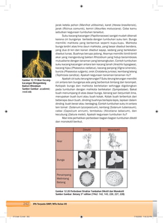262 IPA Terpadu SMP/MTs Kelas VII
jarak ketela pohon (Manihot utilissima), karet (Hevea brasiliensis),
jarak (Ricinus comunis), kemiri (Aleurites moluccana). Coba kamu
sebutkan kegunaan tumbuhan tersebut.
Suku kacang-kacangan (Papilionaceae) sangat mudah dikenali
karena ciri bunganya berbeda dengan tumbuhan suku lain. Bunga
memiliki mahkota yang berbentuk seperti kupu-kupu. Mahkota
bunga terdiri atas lima daun mahkota, yang besar disebut bendera,
yang dua di kiri dan kanan disebut sayap, sedang yang berlekatan
disebut lunas. Buahnya berupa polong. Akarnya memiliki bintil-bintil
akar yang mengandung bakteri Rhizobium yang hidup bersimbiosis
mutualisme dengan tanaman yang bersangkutan. Contoh tumbuhan
suku kacang-kacangan antara lain kacang tanah (Arachis hypogaea),
kacang hijau (Phaseolus radiatus), kacang panjang (Vigna sinensis),
buncis (Phaseolus vulgaris), orok (Crotalaria juncea), kembang telang
(Tephrosia candica). Apakah kegunaan tanaman-tanaman itu?
Apakahcirisukuterung-terungan?Sukuterung-terunganmemiliki
ciri antara lain bunganya ada yang berbentuk bintang dan terompet.
Kelopak bunga dan mahkota berlekatan sehingga digolongkan
pada tumbuhan dengan mahkota berlekatan (Sympetalae). Bakal
buah menumpang di atas dasar bunga, benang sari berjumlah lima,
merupakan buah buni atau buah kotak. Kotak buah terbentuk dari
beberapa daun buah, dinding buahnya berlapis-lapis, lapisan dalam
dinding buah berair atau berdaging. Contoh tumbuhan suku ini antara
lain tomat (Solanum lycorpesicum), kentang (Solanum tuberosum),
cabai (Capsicum annum), tembakau (Nicotiana tabacum), dan
kecubung (Datura metel). Apakah kegunaan tumbuhan itu?
Mari kita perhatikan perbedaan bagian-bagian tumbuhan dikotil
dan monokotil berikut.
Dikotil Monokotil
Akar
Bunga
Penampang
Melintang
Batang
Gambar 12.19 Akar Kacang-
kacangan Mengandung
Bakteri Rhizobium
Sumber Gambar: academic.
reed.edu
Gambar 12.20 Perbedaan Struktur Tumbuhan Dikotil dan Monokotil
Sumber Gambar: Botany 3rd
edition (1962: 142, 143, 220, 227, 228)
013 bab 12.indd 262 7/18/2008 7:42:32 PM
 