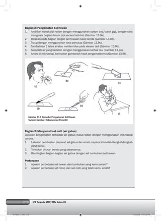 278 IPA Terpadu SMP/MTs Kelas VII278
Gambar 13.9 Prosedur Pengamatan Sel Hewan
Sumber Gambar: Dokumentasi Penerbit
(a)
(b)
(c)
(d)
(e)
(f)
Bagian 2: Pengamatan Sel Hewan
1. Ambillah epitel pipi kalian dengan menggunakan cotton bud/tusuk gigi, dengan cara
mengorek bagian dalam pipi secara hati-hati (Gambar 13.9a).
2. Oleskan pada bagian tengah permukaan kaca benda (Gambar 13.9b).
3. Tutup dengan menggunakan kaca penutup (Gambar 13,9c).
4. Tambahkan 2 tetes airatau metilen blue pada olesan tadi (Gambar 13.9d).
5. Seraplah air yang berlebih dengan menggunakan kertas tisu (Gambar 13.9e).
6. Amati di mikroskop, kemudian gambarlah hasil pengamatanmu (Gambar 13.9f).
Bagian 3: Mengamati sel mati (sel gabus)
Lakukan pengamatan terhadap sel gabus (tutup botol) dengan menggunakan mikroskop
cahaya.
1. Lakukan pembuatan preparat sel gabus dan amati preparat ini melalui langkah-langkah
yang benar.
2. Tentukan ukuran benda yang sebenarnya.
3. Bandingkan bagian-bagian sel gabus dengan sel tumbuhan/sel hewan.
Pertanyaan
1. Apakah perbedaan sel hewan dan tumbuhan yang kamu amati?
2. Apakah perbedaan sel hidup dan sel mati yang telah kamu amati?
014 bab 13.indd 278 7/18/2008 7:44:33 PM
 