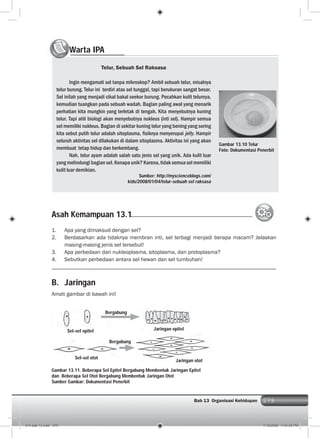 279Bab 13 Organisasi Kehidupan 279
B. Jaringan
Amati gambar di bawah ini!
Warta IPAWW
Telur, Sebuah Sel Raksasa
Ingin mengamati sel tanpa mikroskop? Ambil sebuah telur, misalnya
telur burung. Telur ini terdiri atas sel tunggal, tapi berukuran sangat besar.
Sel inilah yang menjadi cikal bakal seekor burung. Pecahkan kulit telurnya,
kemudian tuangkan pada sebuah wadah. Bagian paling awal yang menarik
perhatian kita mungkin yang terletak di tengah. Kita menyebutnya kuning
telur. Tapi ahli biologi akan menyebutnya nukleus (inti sel). Hampir semua
sel memiliki nukleus. Bagian di sekitar kuning telur yang bening yang sering
kita sebut putih telur adalah sitoplasma, ﬁsiknya menyerupai jelly. Hampir
seluruh aktivitas sel dilakukan di dalam sitoplasma. Aktivitas ini yang akan
membuat tetap hidup dan berkembang.
Nah, telur ayam adalah salah satu jenis sel yang unik. Ada kulit luar
yang melindungi bagian sel. Kenapa unik? Karena, tidak semua sel memiliki
kulit luar demikian.
Sumber: http://myscienceblogs.com/
kids/2008/01/04/telur-sebuah sel raksasa
Gambar 13.10 Telur
Foto: Dokumentasi Penerbit
1. Apa yang dimaksud dengan sel?
2. Berdasarkan ada tidaknya membran inti, sel terbagi menjadi berapa macam? Jelaskan
masing-masing jenis sel tersebut!
3. Apa perbedaan dari nukleoplasma, sitoplasma, dan protoplasma?
4. Sebutkan perbedaan antara sel hewan dan sel tumbuhan!
Gambar 13.11. Beberapa Sel Epitel Bergabung Membentuk Jaringan Epitel
dan Beberapa Sel Otot Bergabung Membentuk Jaringan Otot
Sumber Gambar: Dokumentasi Penerbit
Asah Kemampuan 13.1
Sel-sel epitel
Sel-sel otot
Jaringan epitel
Jaringan otot
Bergabung
Bergabung
014 bab 13.indd 279 7/18/2008 7:44:35 PM
 
