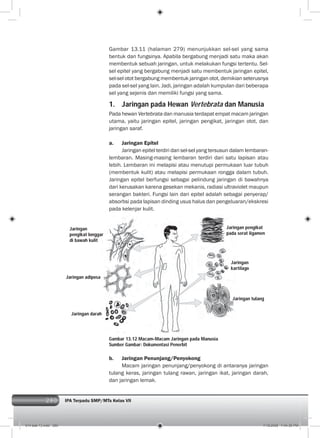280 IPA Terpadu SMP/MTs Kelas VII280
Gambar 13.11 (halaman 279) menunjukkan sel-sel yang sama
bentuk dan fungsinya. Apabila bergabung menjadi satu maka akan
membentuk sebuah jaringan, untuk melakukan fungsi tertentu. Sel-
sel epitel yang bergabung menjadi satu membentuk jaringan epitel,
sel-sel otot bergabung membentuk jaringan otot, demikian seterusnya
pada sel-sel yang lain. Jadi, jaringan adalah kumpulan dari beberapa
sel yang sejenis dan memiliki fungsi yang sama.
1. Jaringan pada Hewan Vertebrata dan Manusia
Pada hewan Vertebrata dan manusia terdapat empat macam jaringan
utama, yaitu jaringan epitel, jaringan pengikat, jaringan otot, dan
jaringan saraf.
a. Jaringan Epitel
Jaringan epitel terdiri dari sel-sel yang tersusun dalam lembaran-
lembaran. Masing-masing lembaran terdiri dari satu lapisan atau
lebih. Lembaran ini melapisi atau menutupi permukaan luar tubuh
(membentuk kulit) atau melapisi permukaan rongga dalam tubuh.
Jaringan epitel berfungsi sebagai pelindung jaringan di bawahnya
dari kerusakan karena gesekan mekanis, radiasi ultraviolet maupun
serangan bakteri. Fungsi lain dari epitel adalah sebagai penyerap/
absorbsi pada lapisan dinding usus halus dan pengeluaran/ekskresi
pada kelenjar kulit.
b. Jaringan Penunjang/Penyokong
Macam jaringan penunjang/penyokong di antaranya jaringan
tulang keras, jaringan tulang rawan, jaringan ikat, jaringan darah,
dan jaringan lemak.
Gambar 13.12 Macam-Macam Jaringan pada Manusia
Sumber Gambar: Dokumentasi Penerbit
Jaringan tulang
Jaringan
pengikat longgar
di bawah kulit
Jaringan adiposa
Jaringan darah
Jaringan pengikat
pada serat ligamen
Jaringan
kartilago
014 bab 13.indd 280 7/18/2008 7:44:36 PM
 