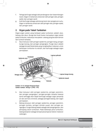 285Bab 13 Organisasi Kehidupan 285
f. Telinga berfungsi sebagai alat pendengaran dan keseimbangan
tubuh. Organ ini terbentuk antara lain oleh jaringan otot, jaringan
epitel, dan jaringan saraf.
g. Kulit berfungsi sebagai pelindung tubuh dan pengaturan suhu.
Organ ini terbentuk antara lain oleh jaringan otot, jaringan epitel,
dan jaringan saraf.
2. Organ pada Tubuh Tumbuhan
Organ-organ pokok yang terdapat pada tumbuhan adalah akar,
batang, dan daun. Bunga dan buah bukan merupakan organ pokok
pada tumbuhan, keduanya merupakan cabang yang berubah bentuk
dan tumbuh terbatas.
a. Daun tersusun oleh jaringan epidermis, jaringan tiang, jaringan
bunga karang, dan jaringan pengangkut. Fungsi daun adalah
sebagai tempat fotosintesis yang menghasilkan makanan untuk
kehidupan tumbuhan itu sendiri, dan berfungsi sebagai organ
pernapasan.
Gambar 13.16 Jaringan Penyusun Daun
Sumber Gambar: Biologi 1 (1992: 179)
b. Akar tersusun oleh jaringan epidermis, jaringan parenkim,
dan jaringan pengangkut. Jaringan-jaringan tersebut bekerja
sama sehingga akar dapat berfungsi sebagai organ penyerap
air dan zat hara (mineral), sebagai penegak batang dan organ
pernapasan.
c. Batang tersusun oleh jaringan epidermis, jaringan parenkim,
jaringan korteks, jaringan silinder pusat, dan jaringan pe-
ngangkut. Fungsi batang adalah sebagai alat pengangkutan, dan
penopang tubuh tumbuhan. Pada beberapa jenis tumbuhan,
batang berperan sebagai tempat penyimpanan bahan makanan
cadangan.
Stomata
Pembuluh
Epidermis atas
Rongga udara
Sel pelindung
Lapisan palisade
Epidermis bawah
Lapisan bunga karang
014 bab 13.indd 285 7/18/2008 7:44:40 PM
 