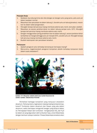 301Bab 14 Ekosistem
Petunjuk Kerja
1. Sediakan dua tabung kimia dan diisi dengan air dengan suhu yang sama, yaitu suhu air
dalam keadaan normal.
2. Masukkan ikan percobaan ke dalam tabung 1. Ukurlah suhu air tabung tersebut, masuk-
kan ke dalam tabel pengamatan.
3. Hitunglah berapa kali penutup insang membuka selama satu menit, kemudian catatlah.
4. Masukkan es secara perlahan-lahan ke dalam tabung sampai suhu 10o
C. Hitunglah
berapa kali penutup insang membuka selama satu menit.
5. Dengan menggunakan jaring pindahkan ikan ke dalam tabung 2, secara perlahan-lahan
tambahkan air hangat sehingga suhu air menjadi 25o
C, ukurlah suhu air. Hitunglah berapa
kali penutup insang membuka selama satu menit.
6. Buatlah kesimpulan dari percobaan tersebut.
Pertanyaan
1. Apakah pengaruh suhu terhadap kemampuan bernapas insang?
2. Menurutmu, bagaimanakah pengaruh komponen abiotik terhadap komponen biotik
dalam suatu ekosistem?
Perhatikan berbagai komponen yang menyusun ekosistem
akuarium. Tentunya kamu ingat peran masing-masing komponennya,
bukan? Tumbuhan dalam akuarium dan hewan yang ada dalam
akuarium, waktu bernapas mengambil oksigen yang terlarut dalam
air. Pernapasan hewan dan tumbuhan mengeluarkan CO2
dan H2
O
ke dalam air yang digunakan oleh tumbuhan hijau untuk fotosintesis
dengan bantuan cahaya matahari. Proses fotosintesis tersebut akan
Gambar 14.9 Akuarium adalah Salah Satu Contoh Ekosistem Air
Sumber Gambar: Dokumentasi Penerbit
015 bab 14.indd 301 7/18/2008 7:49:27 PM
 