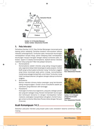 305Bab 14 Ekosistem
5. Pola Interaksi
Perhatikan Gambar 14.15. Paku Simbar Menjangan menempel pada
batang pohon ketepeng. Peristiwa tersebut menunjukkan adanya
interaksi antarorganisme. Tumbuhan paku mempunyai keuntungan
mendapatkan tempat hidup, pohon ketepeng tidak mendapatkan
keuntungan maupun kerugian dengan adanya tumbuhan paku. In-
teraksi seperti ini disebut komensalisme. Apakah bentuk interaksi
makhluk hidup yang lain? Mari kita pelajari bersama.
a. Komensalisme
Komensalisme adalah interaksi yang saling menguntungkan
satu organisme tetapi tidak berpengaruh pada yang lain. Contoh
Epiﬁt yang tumbuh pada tumbuhan inang. Tumbuhan anggrek
yang hidup menempel pada pohon (inang), memanfaatkan
inang hanya sebagai tempat ﬁsik untuk hidup. Tumbuhan inang
tidak mendapat tekanan (dirugikan) dengan adanya tumbuhan
anggrek.
b. Mutualisme
Bentuk interaksi dimana kedua pasangan yang berinteraksi
saling menguntungkan. Contoh umum mutualisme adalah pe-
nyerbukan yang dilakukan oleh serangga.
c. Parasitisme
Hubungan di antara dua organisme, yang satu sebagai parasit
dan yang lain sebagai inang. Parasit memperoleh keuntungan
dari kehidupan bersama ini dengan mendapatkan bahan
makanan, sedangkan inang tertekan (dirugikan). Contoh hubun-
gan antara tumbuhan Beluntas (Plucea indica) dengan Tali putri
(Cuscuta).
Gambar 14.14 Piramida Makanan
Sumber Gambar: Dokumentasi Penerbit
Gambar 14.15 Epifit
Foto: Dokumentasi Penerbit
Gambar 14.16 Tali putri
sebagai Parasit pada
Tumbuhan
Foto: Dokumentasi Penerbit
Asah Kemampuan 14.3
Sebutkan pola-pola interaksi yang terjadi pada suatu ekosistem beserta contohnya masing-
masing.
Konsumen Puncak
Konsumen
Tk. II
Konsumen
Tk. I
Produsen
Konsumen
Tk. III
015 bab 14.indd 305 7/18/2008 7:49:31 PM
 