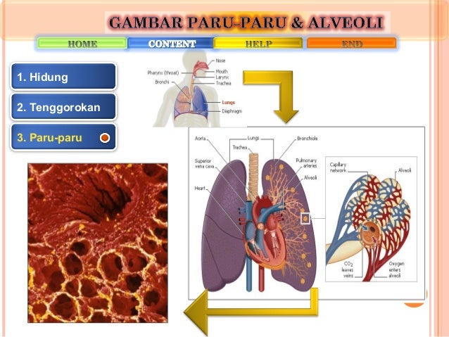 sistem pernafasan manusia dan  hewan 