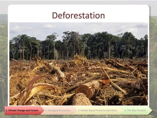 Deforestation
 