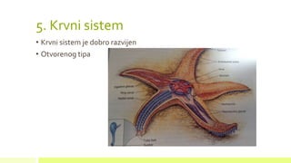 5. Krvni sistem
• Krvni sistem je dobro razvijen
• Otvorenog tipa
 