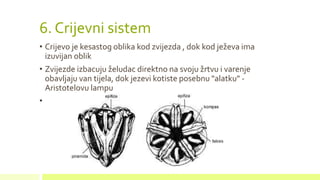 6. Crijevni sistem
• Crijevo je kesastog oblika kod zvijezda , dok kod ježeva ima
izuvijan oblik
• Zvijezde izbacuju želudac direktno na svoju žrtvu i varenje
obavljaju van tijela, dok jezevi kotiste posebnu "alatku" -
Aristotelovu lampu
•
 