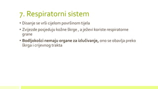 7. Respiratorni sistem
• Disanje se vrši cijelom površinom tijela
• Zvijezde posjeduju kožne škrge , a ježevi koriste respiratorne
grane
• Bodljokošci nemaju organe za izlučivanje, ono se obavlja preko
škrga i crijevnog trakta
 