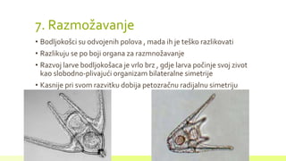 7. Razmožavanje
• Bodljokošci su odvojenih polova , mada ih je teško razlikovati
• Razlikuju se po boji organa za razmnožavanje
• Razvoj larve bodljokošaca je vrlo brz , gdje larva počinje svoj zivot
kao slobodno-plivajući organizam bilateralne simetrije
• Kasnije pri svom razvitku dobija petozračnu radijalnu simetriju
 