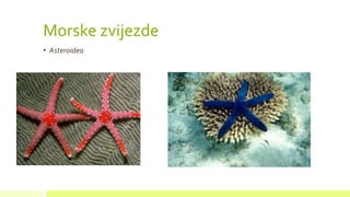 Morske zvijezde
• Asteroidea
 