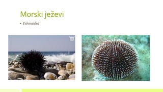 Morski ježevi
• Echinoided
 