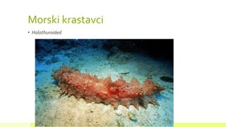 Morski krastavci
• Holothuroided
 