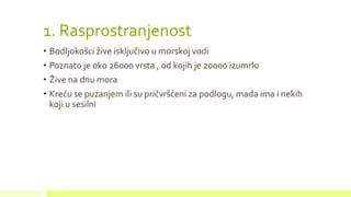 1. Rasprostranjenost
• Bodljokošci žive isključivo u morskoj vodi
• Poznato je oko 26000 vrsta , od kojih je 20000 izumrlo
• Žive na dnu mora
• Kreću se puzanjem ili su pričvršćeni za podlogu, mada ima i nekih
koji u sesilni
 