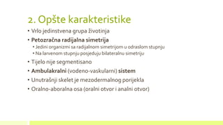 2. Opšte karakteristike
• Vrlo jedinstvena grupa životinja
• Petozračna radijalna simetrija
• Jedini organizmi sa radijalnom simetrijom u odraslom stupnju
• Na larvenom stupnju posjeduju bilateralnu simetriju
• Tijelo nije segmentisano
• Ambulakralni (vodeno-vaskularni) sistem
• Unutrašnji skelet je mezodermalnog porijekla
• Oralno-aboralna osa (oralni otvor i analni otvor)
 