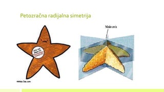 Petozračna radijalna simetrija
 
